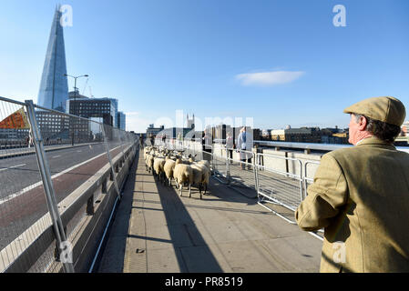 London, Großbritannien. 30. September 2018. Die jährlichen Schafe von der Worshipful Company der Woolmen erfolgt über London Bridge. Die Veranstaltung bringt Kapital für des Herrn Bürgermeisters und des Woolmen Charitable Trust. Credit: Stephen Chung/Alamy leben Nachrichten Stockfoto