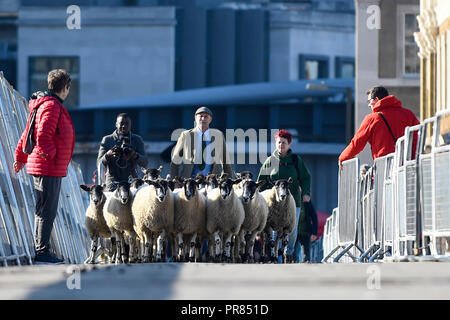 London, Großbritannien. 30. September 2018. Die jährlichen Schafe von der Worshipful Company der Woolmen erfolgt über London Bridge. Die Veranstaltung bringt Kapital für des Herrn Bürgermeisters und des Woolmen Charitable Trust. Credit: Stephen Chung/Alamy leben Nachrichten Stockfoto