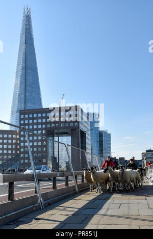 London, Großbritannien. 30. September 2018. Die jährlichen Schafe von der Worshipful Company der Woolmen erfolgt über London Bridge. Die Veranstaltung bringt Kapital für des Herrn Bürgermeisters und des Woolmen Charitable Trust. Credit: Stephen Chung/Alamy leben Nachrichten Stockfoto