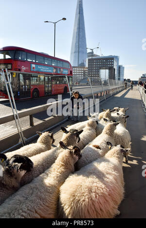 London, Großbritannien. 30. September 2018. Worshipful Company der Woolmen Schafe fahren Sie über London Bridge. Quelle: Matthew Chattle/Alamy leben Nachrichten Stockfoto