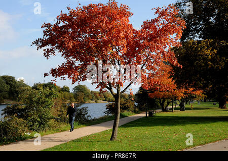 Kopenhagen, Dänemark. 30. September 2018. Die Menschen genießen Fallen dna Herbst Wetter zu Fuß und Joggen ein Herbst und im Herbst clour auf Blätter am Baum in Kopenhagen Dänemark genießen. . (Foto. Franz Joseph Dean/Deanpictures. Credit: Francis Joseph Dean/Deanpictures/Alamy leben Nachrichten Stockfoto