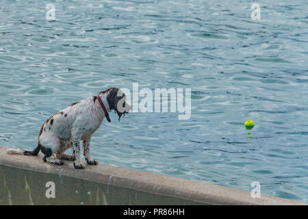 Penzance, Cornwall, UK. 30. September 2018. Heute war der letzte Tag der Eröffnung für die Saison am Jubiläum außen Lido Pool von Penzance. Heute war ein fundraising Veranstaltung, bei der Menschen und ihre Hunde kommen könnte und Schwimmen. Der Pool hat soeben das crowdfunder Ziel eine Heizung mit Erdwärme Projekt, das ringsum das Jahr baden in Teilen der Pool geben zu beenden. Foto: Simon Maycock/Alamy leben Nachrichten Stockfoto