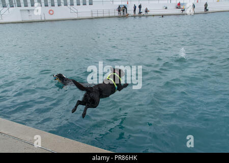 Penzance, Cornwall, UK. 30. September 2018. Heute war der letzte Tag der Eröffnung für die Saison am Jubiläum außen Lido Pool von Penzance. Heute war ein fundraising Veranstaltung, bei der Menschen und ihre Hunde kommen könnte und Schwimmen. Hier Lolly. Der Pool hat soeben das crowdfunder Ziel eine Heizung mit Erdwärme Projekt, das ringsum das Jahr baden in Teilen der Pool geben zu beenden. Foto: Simon Maycock/Alamy leben Nachrichten Stockfoto