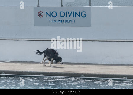 Penzance, Cornwall, UK. 30. September 2018. Heute war der letzte Tag der Eröffnung für die Saison am Jubiläum außen Lido Pool von Penzance. Heute war ein fundraising Veranstaltung, bei der Menschen und ihre Hunde kommen könnte und Schwimmen. Der Pool hat soeben das crowdfunder Ziel eine Heizung mit Erdwärme Projekt, das ringsum das Jahr baden in Teilen der Pool geben zu beenden. Foto: Simon Maycock/Alamy leben Nachrichten Stockfoto