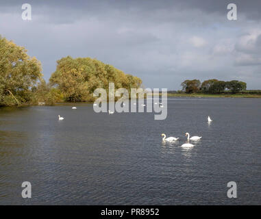 Oxford Insel, Lough Neagh, Nordirland. 30. September 2018. Ein windiger Herbsttag mit einem starken nordwestlicher Wind, Sonnenschein und squally Duschen. Schwäne im Schutz der Marina. Quelle: David Hunter/Alamy Leben Nachrichten. Stockfoto