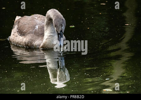 Oakham, Großbritannien. 30. September 2018. Stumpf kalten Herbst Tag für dieses junge CYGNETS geboren Ende Mai eine von zwei, die aus einer Reihe von 8 Eier der Kanal von der lokalen Fischerei Verein geschlüpft. Die oakham Kanal lief von Oakham, Melton Mowbray, Leicestershire im Jahr 1802 nie einen finanziellen Erfolg geöffnet wird, wird der Kanal von der schlechten Wasserversorgung, Kredit: Clifford Norton/Alamy Leben Nachrichten gelitten Stockfoto