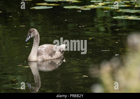Oakham, Großbritannien. 30. September 2018. Stumpf kalten Herbst Tag für dieses junge CYGNETS geboren Ende Mai eine von zwei, die aus einer Reihe von 8 Eier der Kanal von der lokalen Fischerei Verein geschlüpft. Die oakham Kanal lief von Oakham, Melton Mowbray, Leicestershire im Jahr 1802 nie einen finanziellen Erfolg geöffnet wird, wird der Kanal von der schlechten Wasserversorgung, Kredit: Clifford Norton/Alamy Leben Nachrichten gelitten Stockfoto