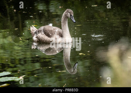 Oakham, Großbritannien. 30. September 2018. Stumpf kalten Herbst Tag für dieses junge CYGNETS geboren Ende Mai eine von zwei, die aus einer Reihe von 8 Eier der Kanal von der lokalen Fischerei Verein geschlüpft. Die oakham Kanal lief von Oakham, Melton Mowbray, Leicestershire im Jahr 1802 nie einen finanziellen Erfolg geöffnet wird, wird der Kanal von der schlechten Wasserversorgung, Kredit: Clifford Norton/Alamy Leben Nachrichten gelitten Stockfoto