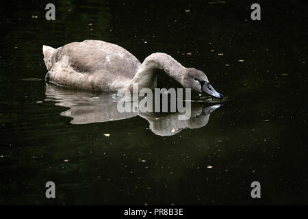 Oakham, Großbritannien. 30. September 2018. Stumpf kalten Herbst Tag für dieses junge CYGNETS geboren Ende Mai eine von zwei, die aus einer Reihe von 8 Eier der Kanal von der lokalen Fischerei Verein geschlüpft. Die oakham Kanal lief von Oakham, Melton Mowbray, Leicestershire im Jahr 1802 nie einen finanziellen Erfolg geöffnet wird, wird der Kanal von der schlechten Wasserversorgung, Kredit: Clifford Norton/Alamy Leben Nachrichten gelitten Stockfoto