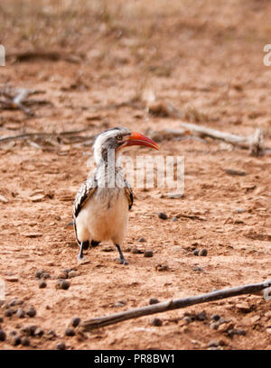 Nashornvogel Vögel auf dem Sand auf dem Boden, Botswana, Afrika. Stockfoto