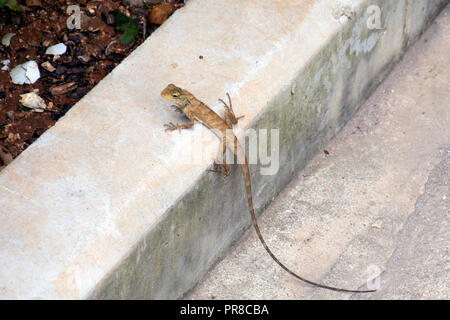 Orientalischer Garten Echse, männlich, Calotes versicolor, Insel Hainan, China Stockfoto