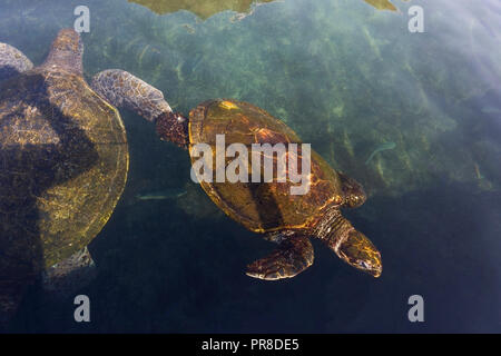 Big Sea Turtle Stockfoto