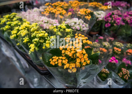Blumenstrauß aus bunten Rosen und andere Blumen an der Einfahrt zu blumenladen am Markt der Landwirte Stockfoto