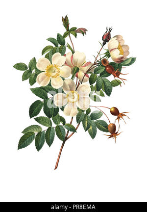 19. jahrhundert Darstellung einer Rose candolleana. Kupferstich von Pierre-Joseph Redoute. In Choix Des Plus Belles Fleurs, Paris (1827) veröffentlicht. Stockfoto