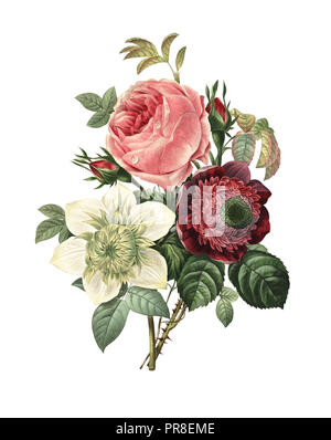 19. jahrhundert Abbildung: ein Bouquet von Rose, Anemone, Clematis. Kupferstich von Pierre-Joseph Redoute. In Choix Des Plus Belles Fleurs, Pari veröffentlicht. Stockfoto