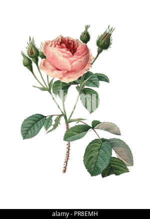 Illustration Der Gravur von Pierre-Joseph Redoute aus dem 19. Jahrhundert. Veröffentlicht in Choix des Plu Stockfoto