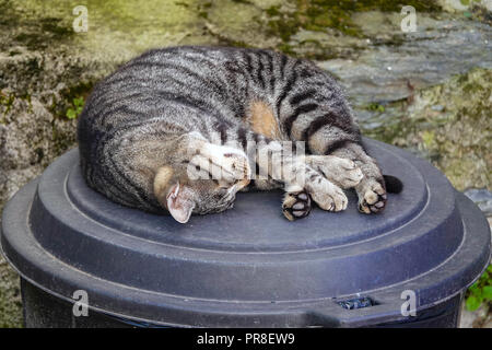 Komfortable tabby Katze schlafend zusammengerollt auf Mülleimer, Stockfoto