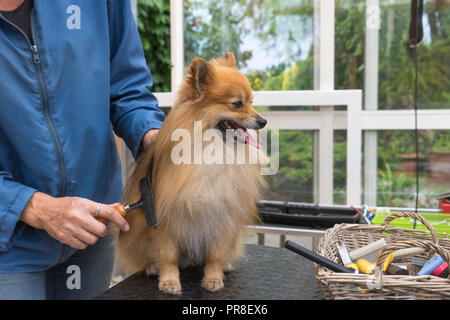 Pomeranian Spitz Hund ist gepflegt und stand zur Pflege Tabelle und ein Korb mit Waben. Horizontal. Stockfoto