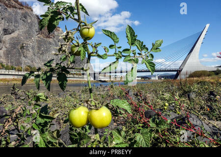 Buschtomaten, die in einem trockenen Flussbett wachsen und Reifen, Marian Bridge, Usti nad Labem, Tschechische Republik, ändern das Klima Solanum lycopersicum Tomate Stockfoto