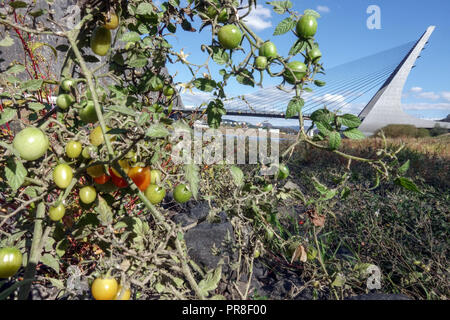 Buschtomaten, die in einem trockenen Flussbett wachsen und Reifen, Marienbrücke, Usti nad Labem, Tschechische Republik Solanum lycopersicum Pflanze Stockfoto