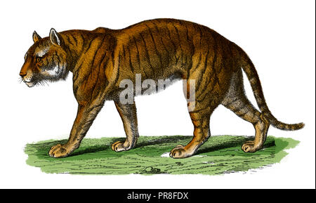 19 Abbildung: ein Tiger. In systematischer Bilder-Atlas zum Conversations-Lexikon, ikonographische Encyklopedie der Wissenscha veröffentlicht. Stockfoto