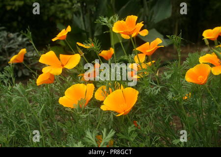 Kalifornische Mohn Stockfoto