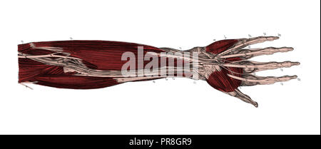 19 Abbildung eines menschlichen Unterarm. In systematischer Bilder-Atlas zum Conversations-Lexikon, ikonographische Encyklopedie der Wi veröffentlicht. Stockfoto