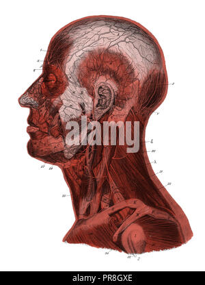 19 Abbildung eines menschlichen Kopf und Hals nach Entfernung der Haut, das platysma und Bizeps Muskeln. In systematischer Bilder-Atlas veröffentlicht. Stockfoto