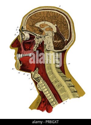 19 Abbildung eines menschlichen Kopfes. In systematischer Bilder-Atlas zum Conversations-Lexikon, ikonographische Encyklopedie der Wisse veröffentlicht. Stockfoto