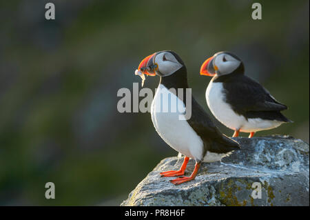 Papageitaucher (Fratercula arctica). Insel Flatey, Breiðafjörður, Island. Juli 2015. Mit kleinen lumpsucker Fisch (Cyclopterus lumpus) im Schnabel. Stockfoto