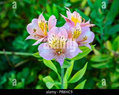 Lilie der Azteken, eine Art von peruanischen Lily, Blüten entlang einer ländlichen Straße Garten im Zentrum von Kanagawa, Japan Stockfoto