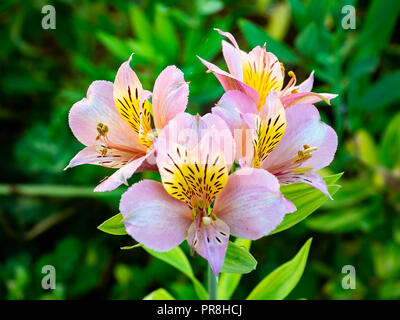 Lilie der Azteken, eine Art von peruanischen Lily, Blüten entlang einer ländlichen Straße Garten im Zentrum von Kanagawa, Japan Stockfoto