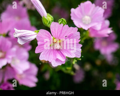 Eine Sammlung von Rosa hollycock Blumen blühen in einem Park im Zentrum von Kanagawa, Japan Stockfoto