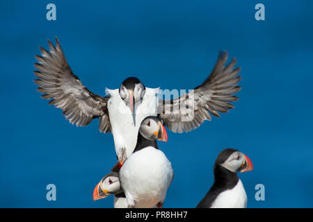 Papageitaucher (Fratercula arctica). Insel Flatey, Breiðafjörður, Island. Juli 2015 Stockfoto