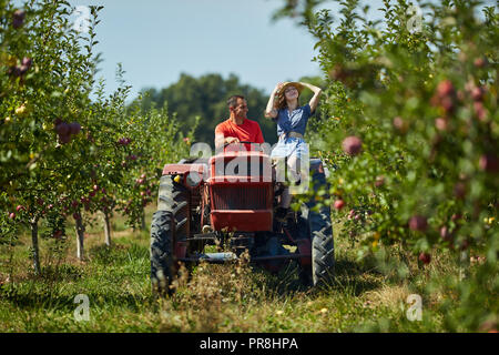 Die Landwirte paar Fahren des Traktors durch Äpfel orchard Stockfoto