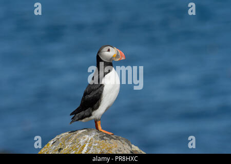 Papageitaucher (Fratercula arctica). Insel Flatey, Breiðafjörður, Island. Juli 2015 Stockfoto