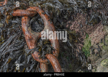 Hafen Szenen rund um Newquay, Cornwall. Sehr große rosten Liegeplatz Kettenglieder. Metapher starke Verbindungen, stärkste Glied, Schmiede links, enge Beziehungen. Stockfoto