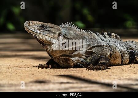 Iguana in der Sonne sitzen warm am frühen Morgen zu bekommen. Stockfoto