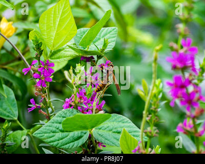 Ein japanisches Papier wasp Feeds von Wildblumen am Fluss in Kanagawa, Japan. Stockfoto