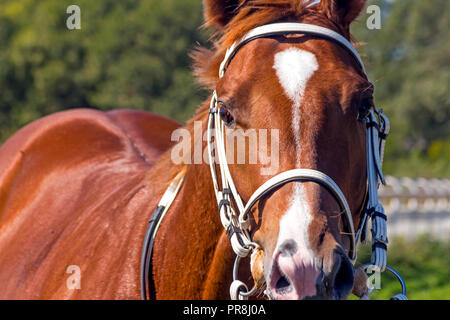 Portrait Der vollblut Englisch Pferd. Stockfoto