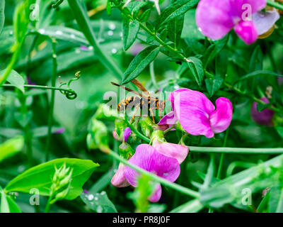 Ein japanisches Papier wasp Feeds von Wildblumen am Fluss in Kanagawa, Japan Stockfoto