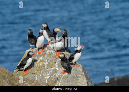 Papageitaucher (Fratercula arctica). Insel Flatey, Breiðafjörður, Island. Juli 2015 Stockfoto