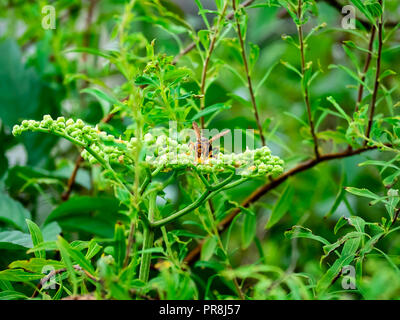 Ein japanisches Papier wasp Feeds von Wildblumen am Fluss in Kanagawa, Japan Stockfoto