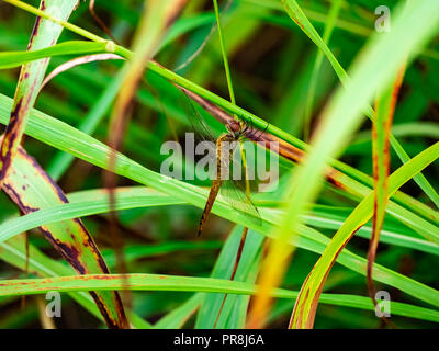 Eine weibliche Drachen Libelle sitzt auf lange Gräser entlang eines Wanderweges in centeral Kanagawa, Japan thront. Stockfoto