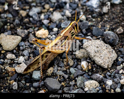 Einer großen japanischen Heuschrecke sitzt Amonth der Kies in einem kleinen Wanderweg in Kanagawa, Japan. Stockfoto