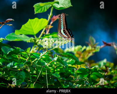 Bluebottle Schmetterling Feeds von blühenden Reben an einem Zaun im Zentrum der Präfektur Kanagawa, Japan. Stockfoto