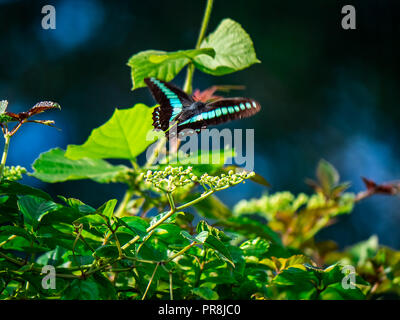 Bluebottle Schmetterling Feeds von blühenden Reben an einem Zaun im Zentrum der Präfektur Kanagawa, Japan. Stockfoto