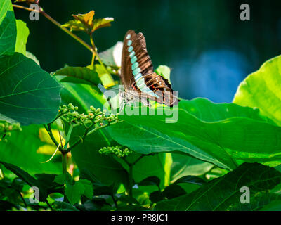 Bluebottle Schmetterling Feeds von blühenden Reben an einem Zaun im Zentrum der Präfektur Kanagawa, Japan. Stockfoto