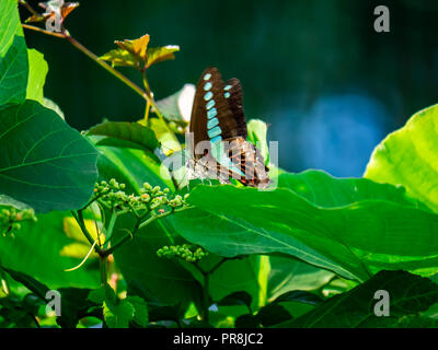 Bluebottle Schmetterling Feeds von blühenden Reben an einem Zaun im Zentrum der Präfektur Kanagawa, Japan. Stockfoto