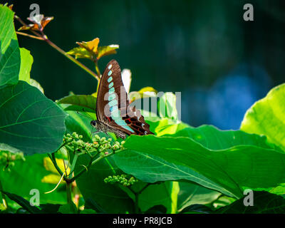 Bluebottle Schmetterling Feeds von blühenden Reben an einem Zaun im Zentrum der Präfektur Kanagawa, Japan. Stockfoto